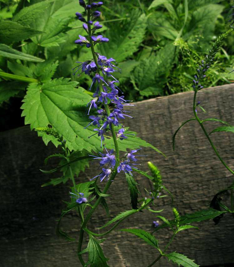 Image of Veronica taigischensis specimen.