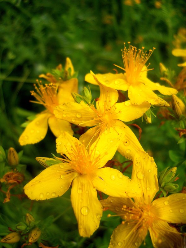 Изображение особи Hypericum perforatum.