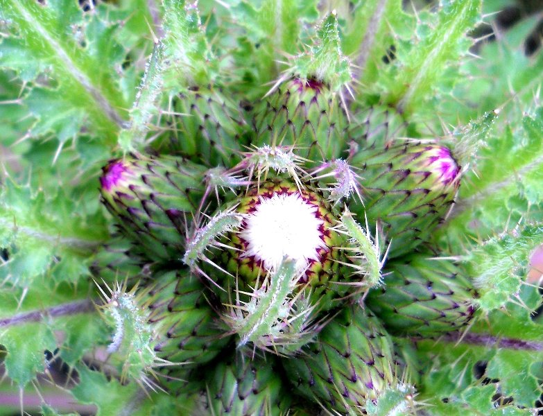 Изображение особи Cirsium esculentum.