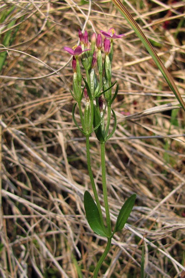 Изображение особи Centaurium erythraea ssp. turcicum.