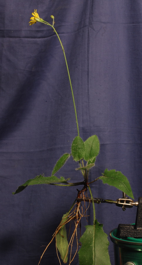 Изображение особи Hieracium sylvularum.