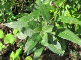Salix gmelinii. Верхушка побега. Окр. Архангельска, окраина свалки. 14.08.2011.