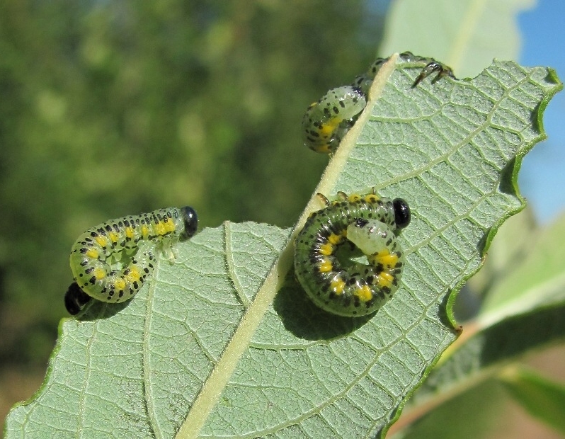 Image of Salix × laurina specimen.