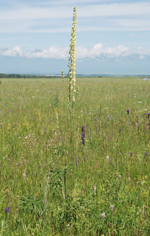Image of Aconitum barbatum specimen.