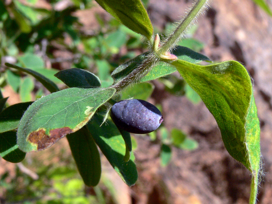 Изображение особи Lonicera &times; subarctica.