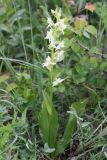 Platanthera chlorantha