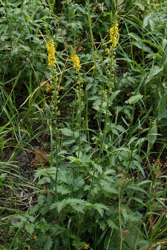 Изображение особи Agrimonia eupatoria.