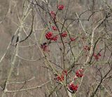 Smilax excelsa