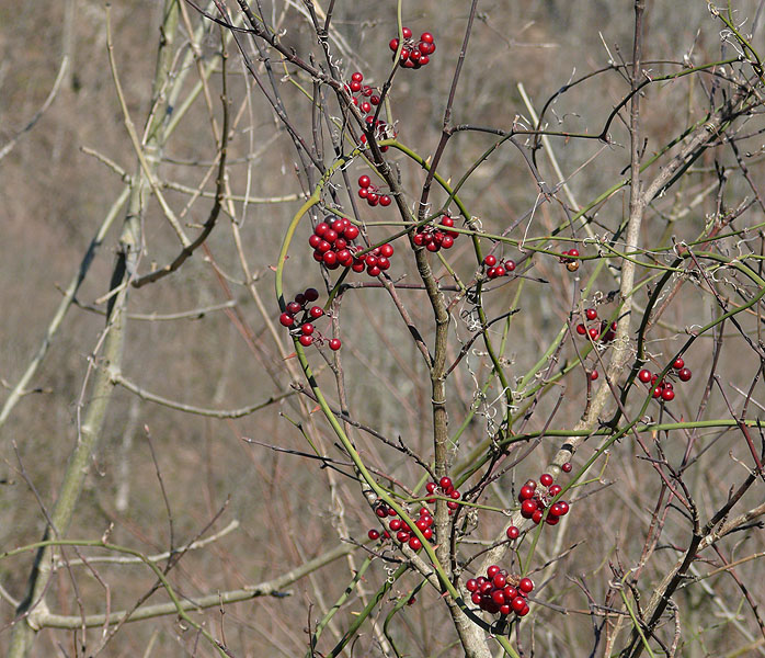 Image of Smilax excelsa specimen.