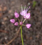 Allium gunibicum. Соцветие. Москва, в культуре с Гунибского плато. 22.09.2011.