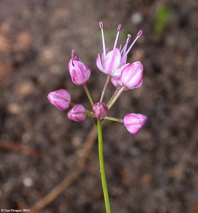 Изображение особи Allium gunibicum.