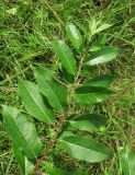 Salix myrsinifolia