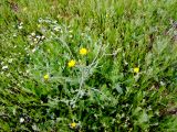 Crepis aculeata. Цветущее растение. Израиль, Шарон, г. Герцлия, травостой на песках. 10.03.2009.