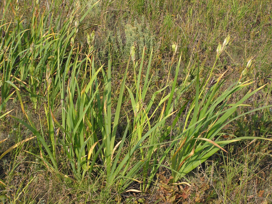 Изображение особи Iris halophila.