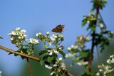 Rubus allegheniensis