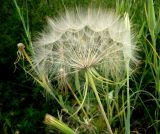 Tragopogon porrifolius подвид longirostris. Соплодие. Копетдаг, Чули. Май 2011 г.