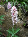 Bistorta officinalis. Соцветие. Забайкалье, хребет Кодар. 26.07.2007.