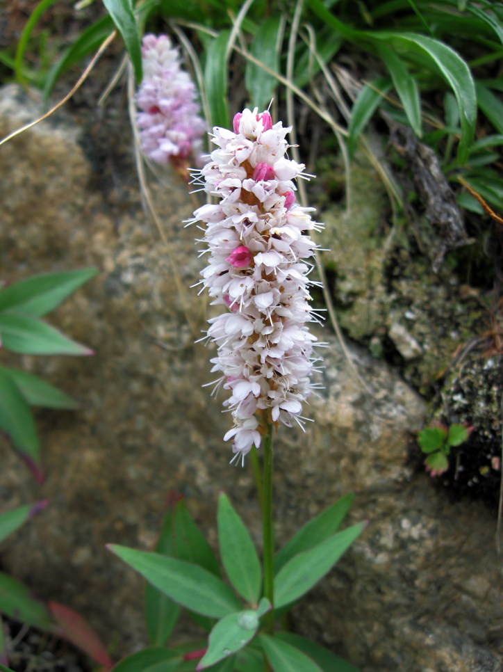 Изображение особи Bistorta officinalis.