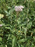 Eupatorium lindleyanum. Цветущее растение. Приморье, окр. Артёма, Владивостокский аэропорт \"Кневичи\". 24.08.2009.