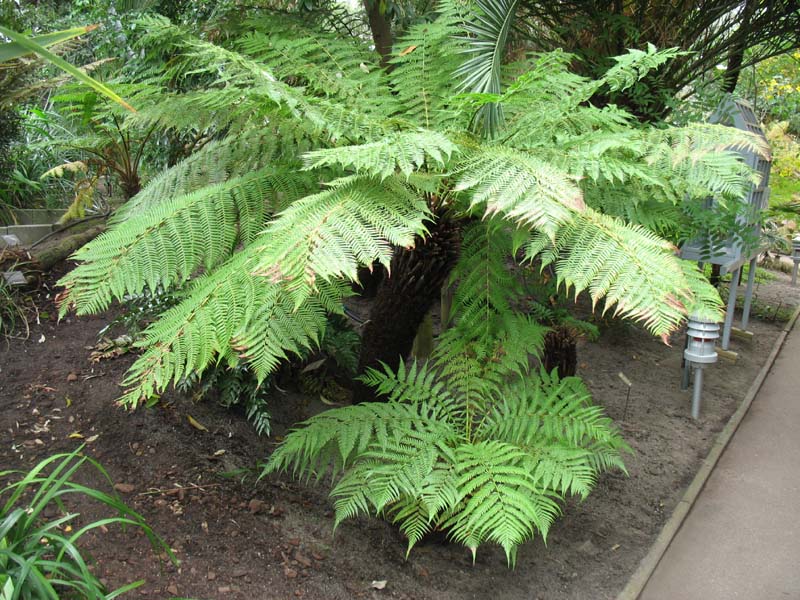 Image of Dicksonia antarctica specimen.