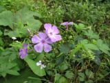 Phlox paniculata. Цветки. Владивосток, Ботанический сад-институт ДВО РАН. 11 сентября 2010 г.