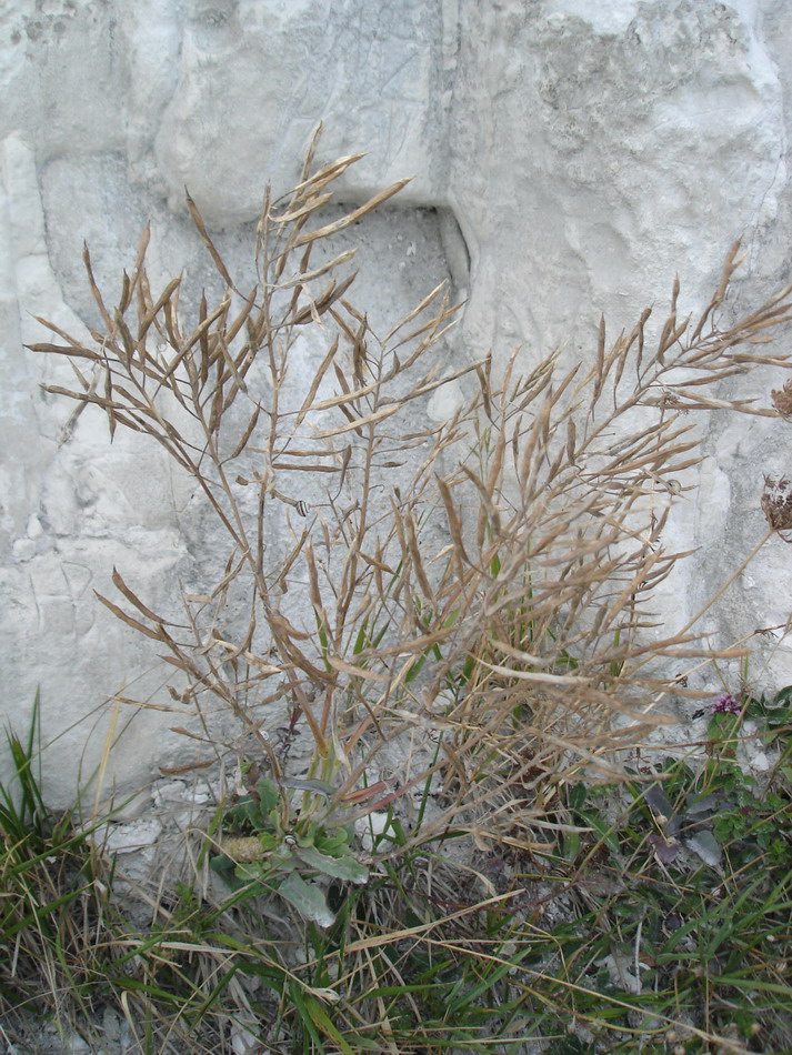 Image of Brassica oleracea specimen.