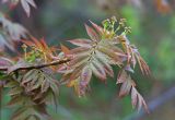 Sorbus commixta