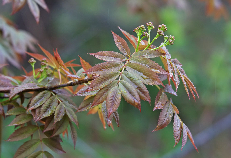 Изображение особи Sorbus commixta.