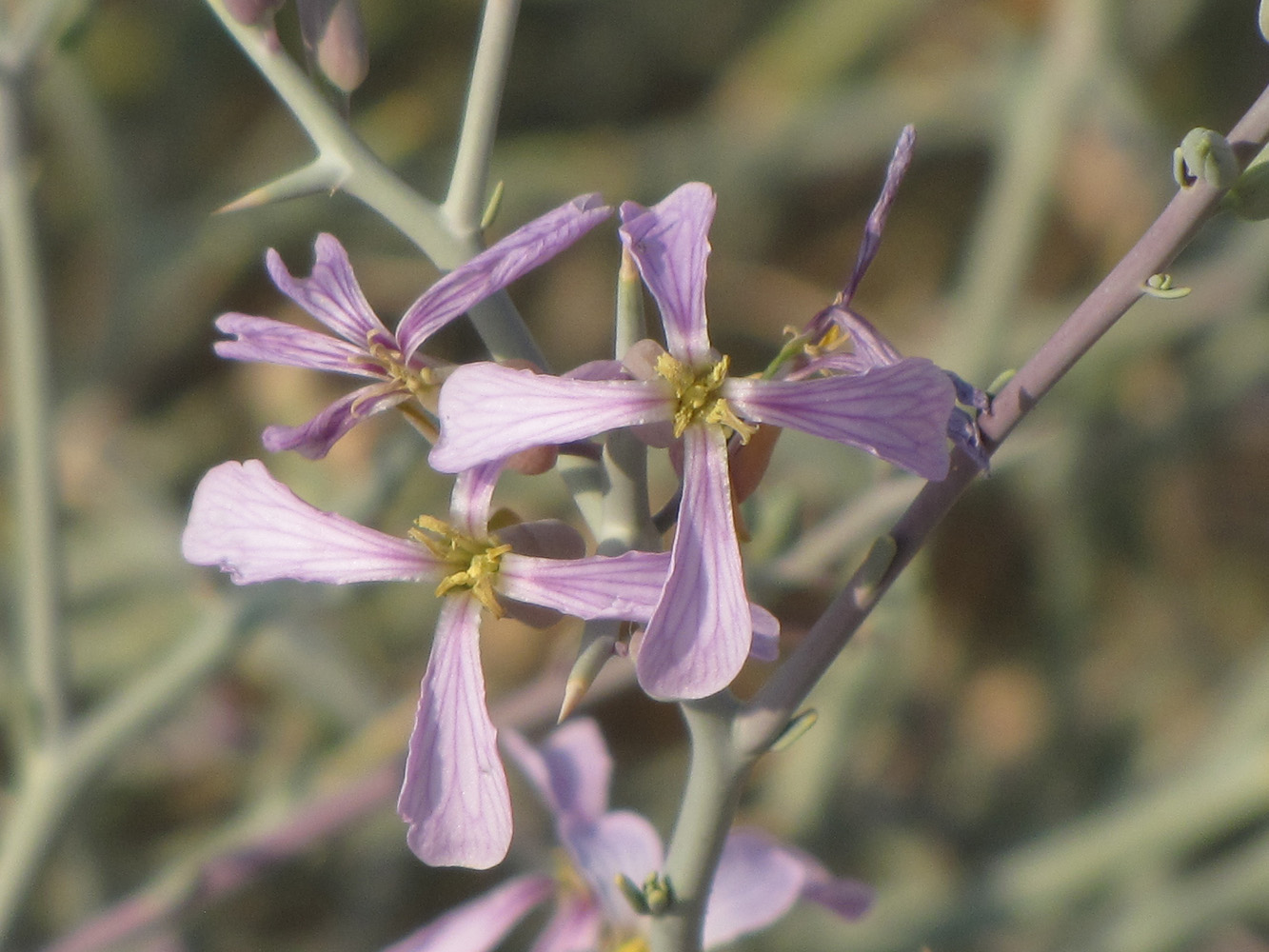 Image of Zilla spinosa specimen.