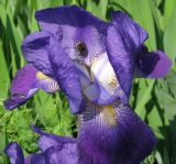 Iris × hybrida