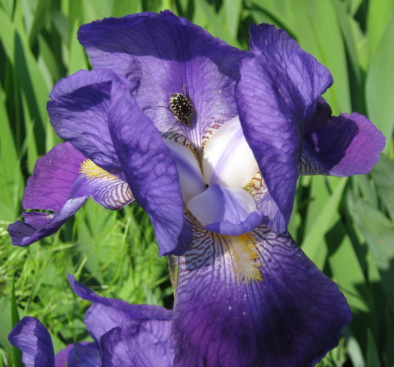 Изображение особи Iris × hybrida.