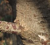 Eucalyptus torquata. Часть ствола с основанием ветви. Израиль, Шарон, г. Герцлия, обочина грунтовой дороги, в культуре. 04.04.2012.