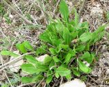 Cephalaria uralensis