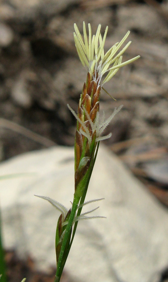 Image of Carex halleriana specimen.
