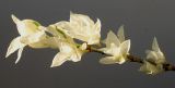 Euonymus fortunei. Часть ветки с почти бесхлорофильными листьями. Германия, г. Кемпен, в культуре. 29.04.2012.