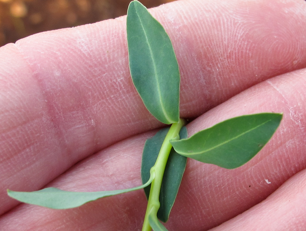 Изображение особи Euphorbia hierosolymitana.