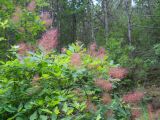 Cotinus coggygria. Растение с отцветшими соцветиями. Крым, окрестности Ялты. 26 мая 2012 г.