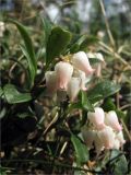 Arctostaphylos uva-ursi. Верхушки побегов с соцветиями. Ленинградская обл., Кингисеппский р-н, окр. оз. Глубокое. 16.05.2010.