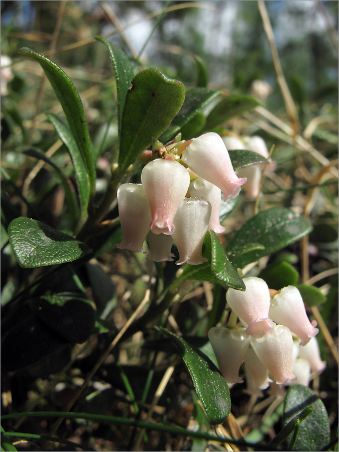 Image of Arctostaphylos uva-ursi specimen.