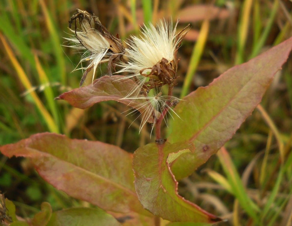 Изображение особи Lactuca sibirica.