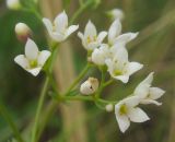 Galium hexanarium