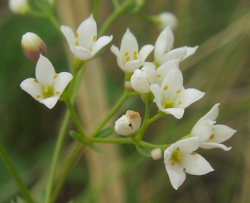 Image of Galium hexanarium specimen.