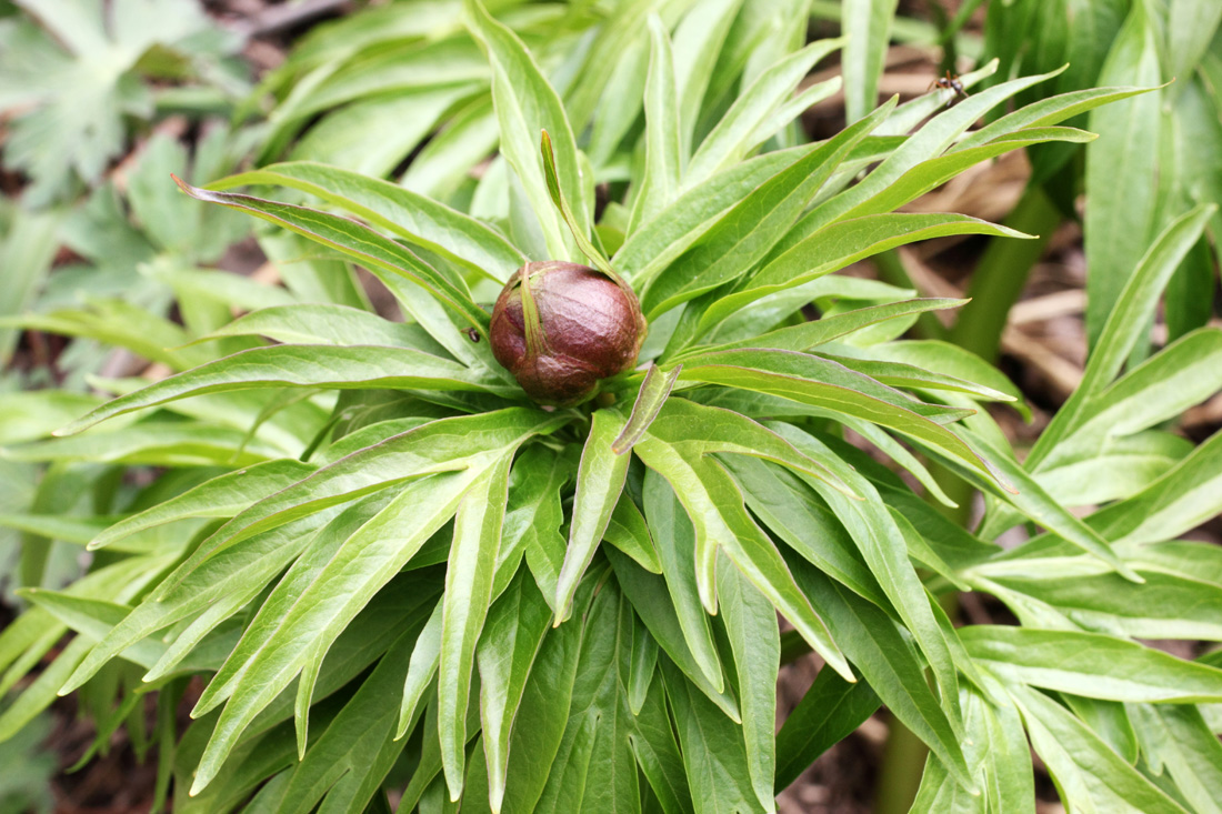 Image of Paeonia hybrida specimen.