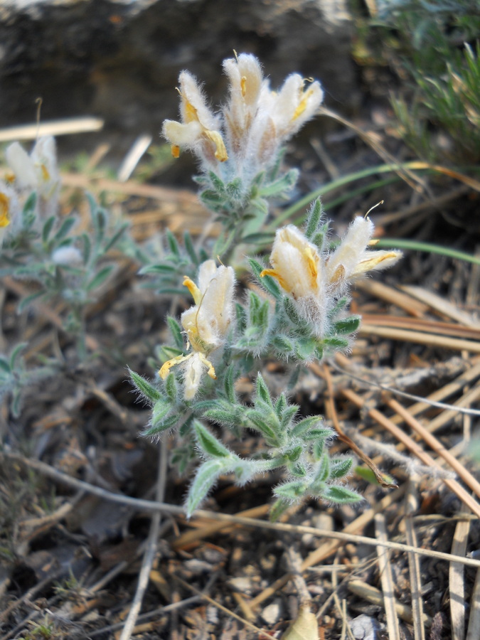 Image of Genista millii specimen.
