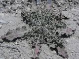 Taraxacum serotinum