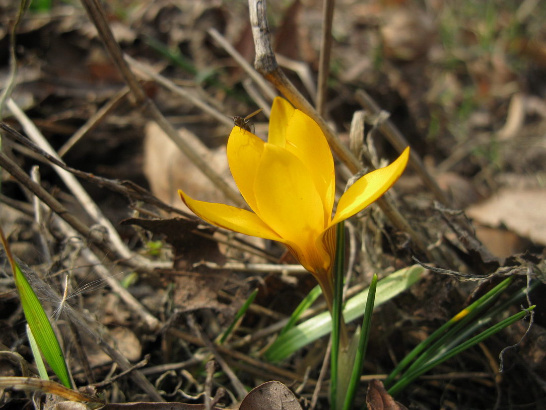 Изображение особи Crocus angustifolius.