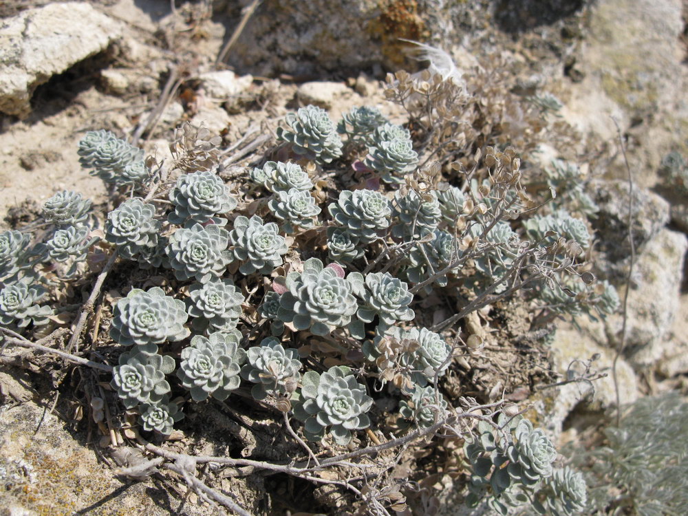 Изображение особи Odontarrhena obtusifolia.