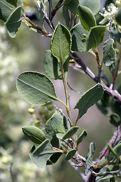 Image of Atraphaxis pyrifolia specimen.