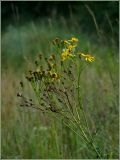 Senecio jacobaea. Цветущее растение. Чувашия, окр. г. Шумерля, обочина старой узкоколейки. 12.08.2012.