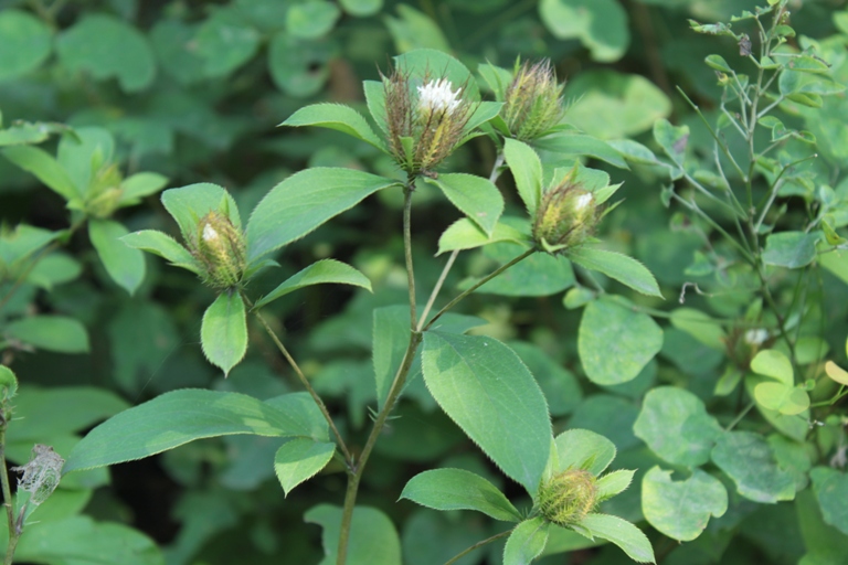 Изображение особи Atractylodes ovata.